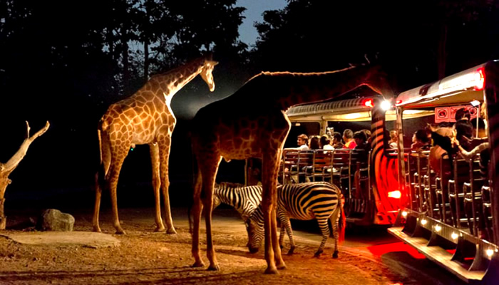 Safari Noturno