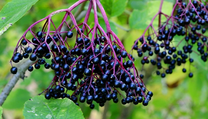 Elderberry (Sabugueiro)