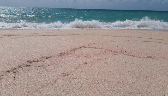 Praias de Areia Rosa pelo Mundo: Pink Sand Beach na Ilha de Barbuda