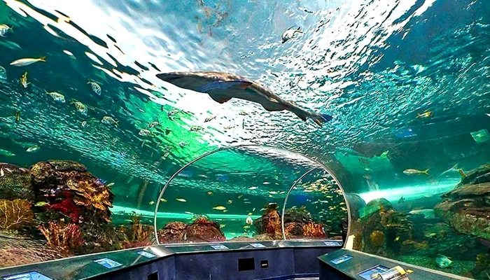Pontos Turísticos de Toronto, no Canadá: Ripley’s Aquarium of Canada