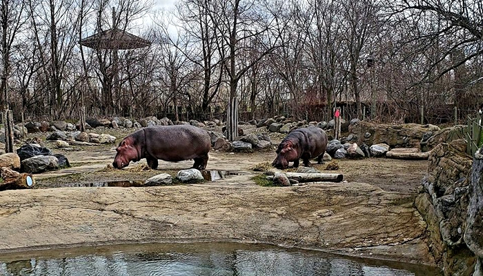 Pontos Turísticos de Toronto, no Canadá: Toronto Zoo