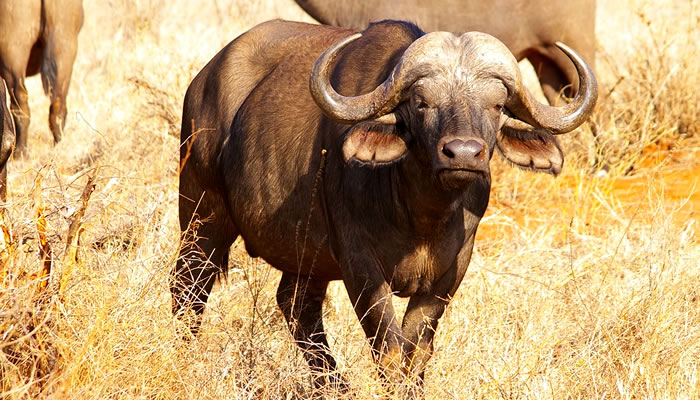 Animais típicos da savana africana: Búfalo africano