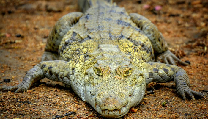 Animais típicos da savana africana: Crocodilo