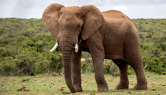 Animais típicos da savana africana: O gigante elefante africano