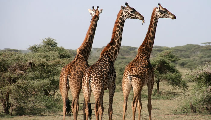 Animais típicos da savana africana: Girafas