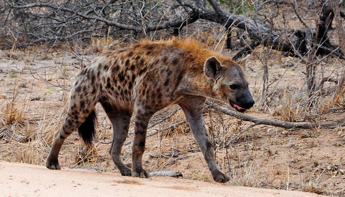 Animais típicos da savana africana: Hiena