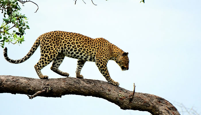 Animais típicos da savana africana: Leopardo