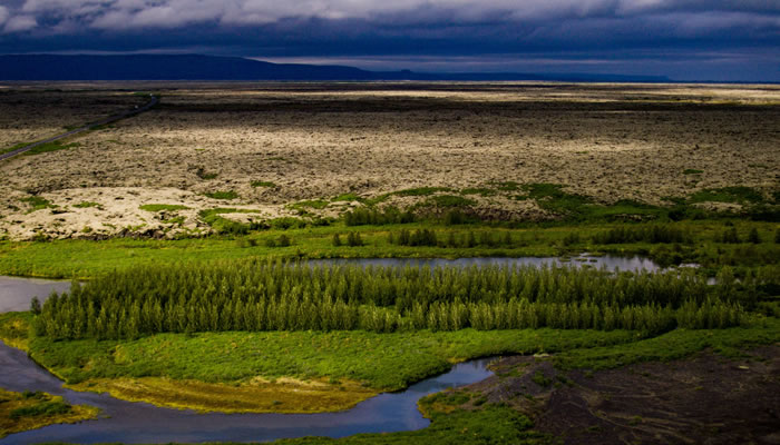 Vegetação da Islândia: Reflorestamento