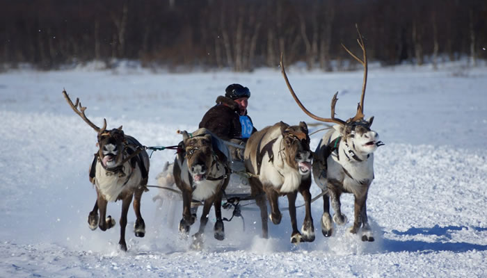 Festas Tradicionais da Rússia: Reindeer Herder’s Festival