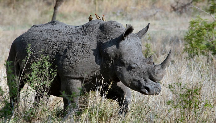 Animais típicos da savana africana: Rinoceronte