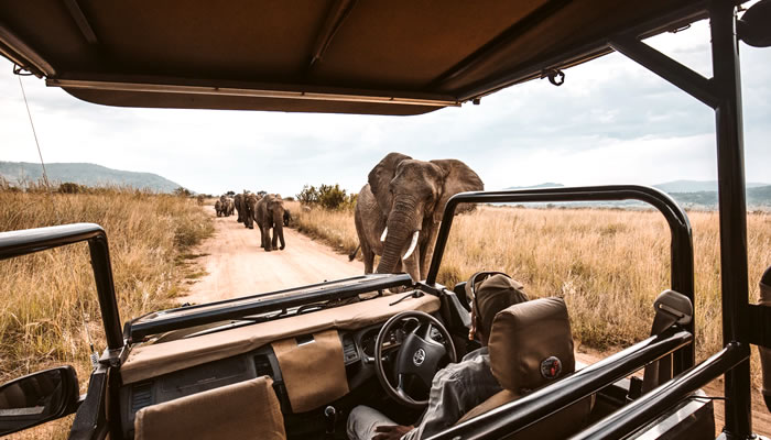 Animais típicos da savana africana: Safari e elefante