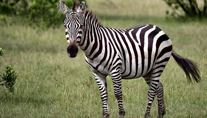 Animais típicos da savana africana: Zebra