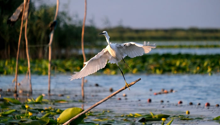 Animais Que Vivem no Pantanal: Mamíferos, Aves, Peixes e Répteis