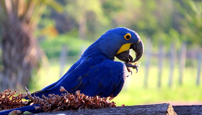 Animais típicos do Pantanal: Arara azul