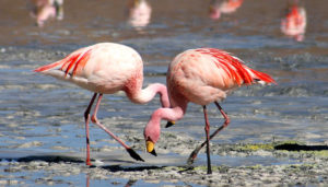 Animais que vivem no Manguezal: Flamingo