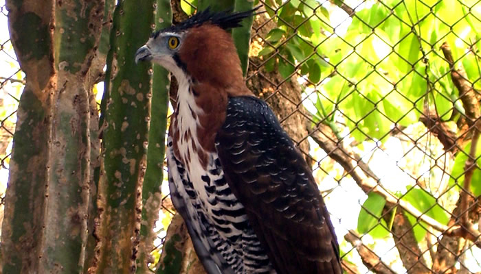 Animais típicos do Pantanal: Gavião-de-Penacho
