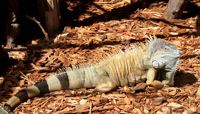 Animais típicos do Pantanal: Iguana