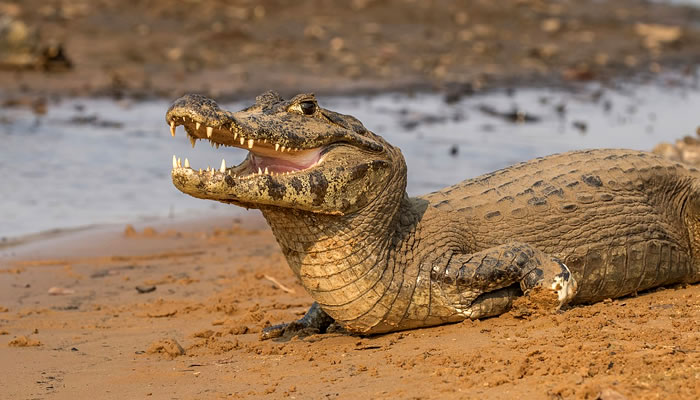 Animais típicos do Pantanal: Jacaré-do-pantanal