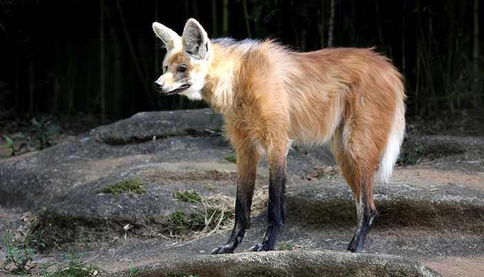 Animais típicos do Pantanal: Lobo-guará