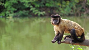 Animais que vivem no Manguezal: Macaco-prego