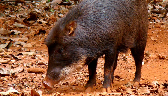 Animais típicos do Pantanal: Porco do mato