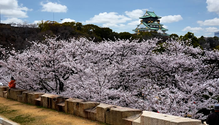 Sakuras com o Castelo de Osaka ao fundo