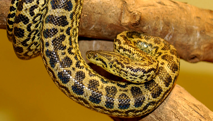Animais típicos do Pantanal: Sucuri amarela