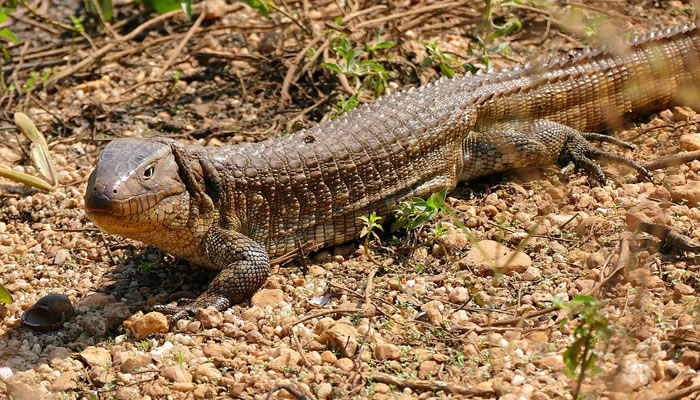 Animais típicos do Pantanal: Víbora-do-pantanal