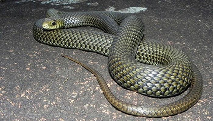 Animais Típicos da Argentina: Cobra patagônica