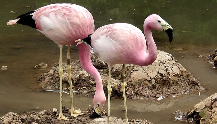 Animais Típicos da Argentina: Flamingo-andino
