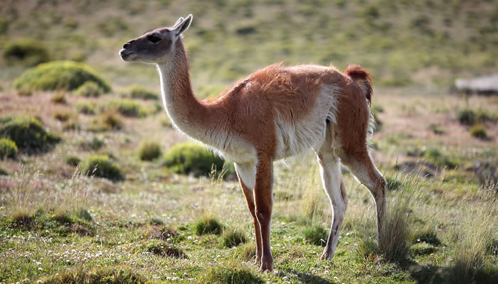Animais Típicos da Argentina: Guanaco (Lama guanicoe)