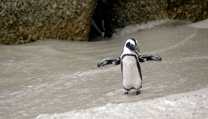 Animais Típicos da Argentina: Pinguim de Magalhães 