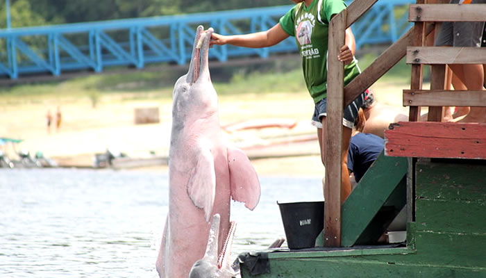 Animais Típicos do Peru: Boto-cor-de-rosa
