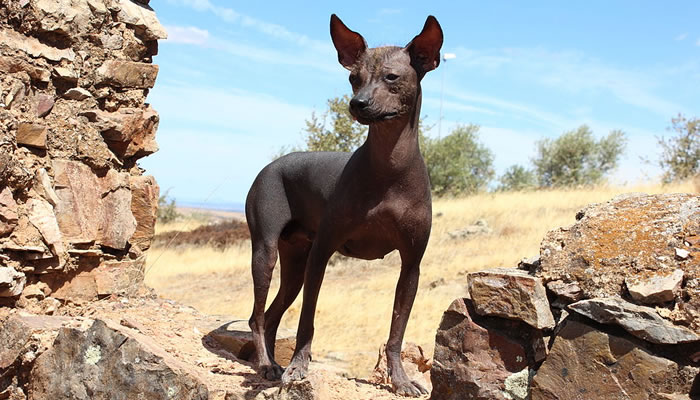 Animais Típicos do Peru: Cachorro pelado peruano