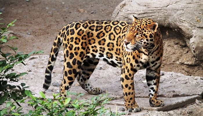 Animais Típicos do Peru: Jaguar/onça-pintada