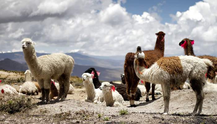 Animais Típicos do Peru: Lhamas