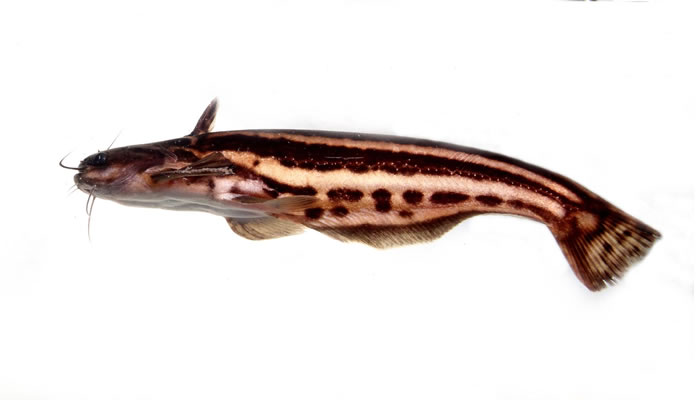 Peixe-gato listrado (Trachelyopterichthys taeniatus)
