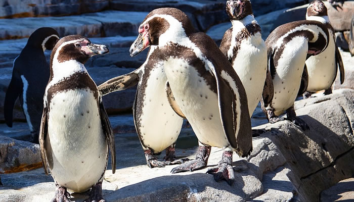Animais Típicos do Peru: Pinguins de Humboldt