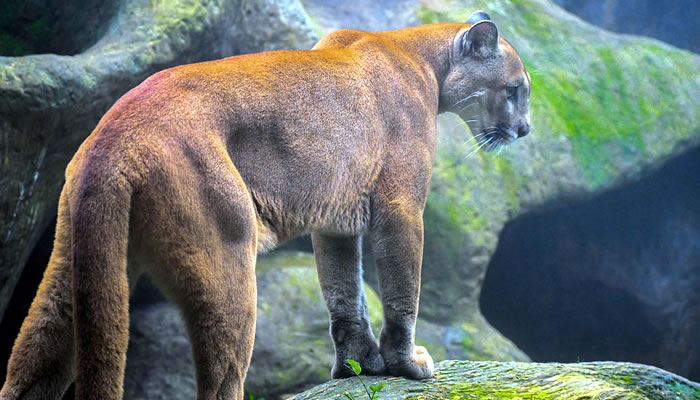 Animais Típicos do Peru: Puma