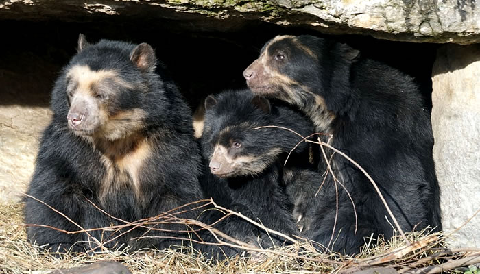 Animais Típicos do Peru: Família de ursos de óculos