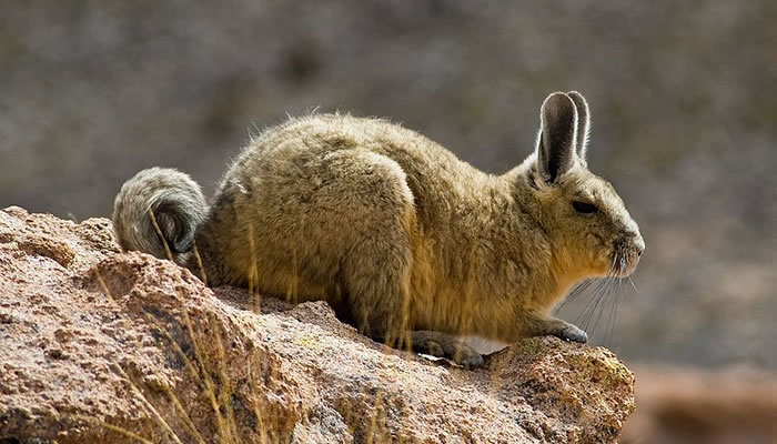 Animais Típicos do Peru: Vizcacha