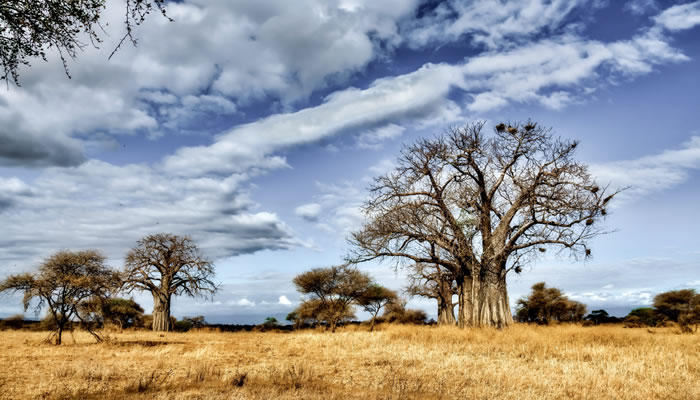 Baobá: Parque Nacional Kruger