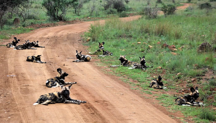 Cães selvagens africanos