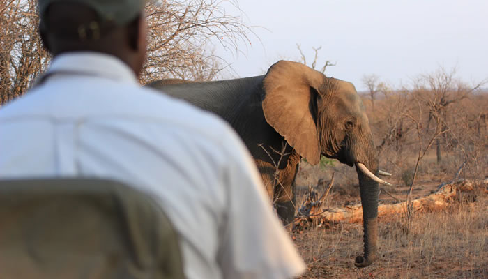Elefante no Parque Nacional Kruger, durante safári