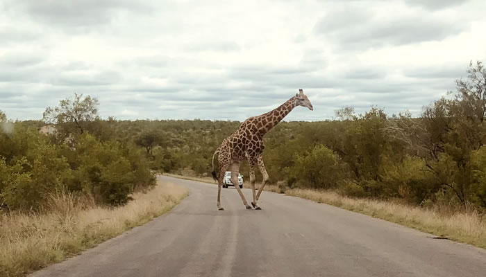 Girafa na estrada do Parque Nacional Kruger