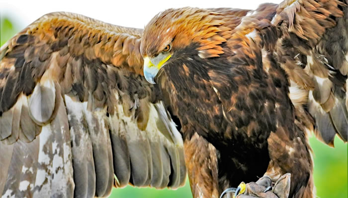 Águia-real (golden eagle)