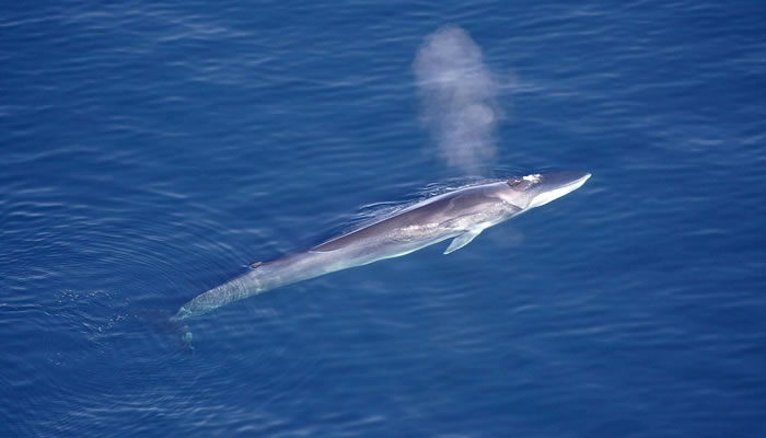 Baleia-Fin (fin whale)