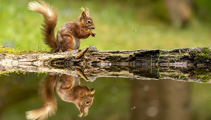 Animais Típicos do Reino Unido e Inglaterra: Esquilo-vermelho