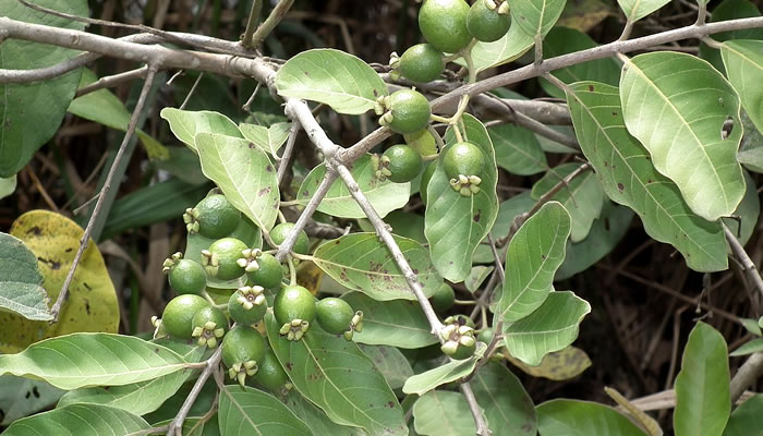 Frutas Típicas de Minas Gerais: Gabiroba