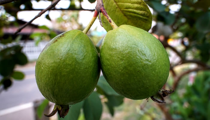 Frutas Típicas de Minas Gerais: Goiaba